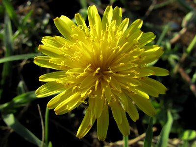 Plant flora yellow flowers