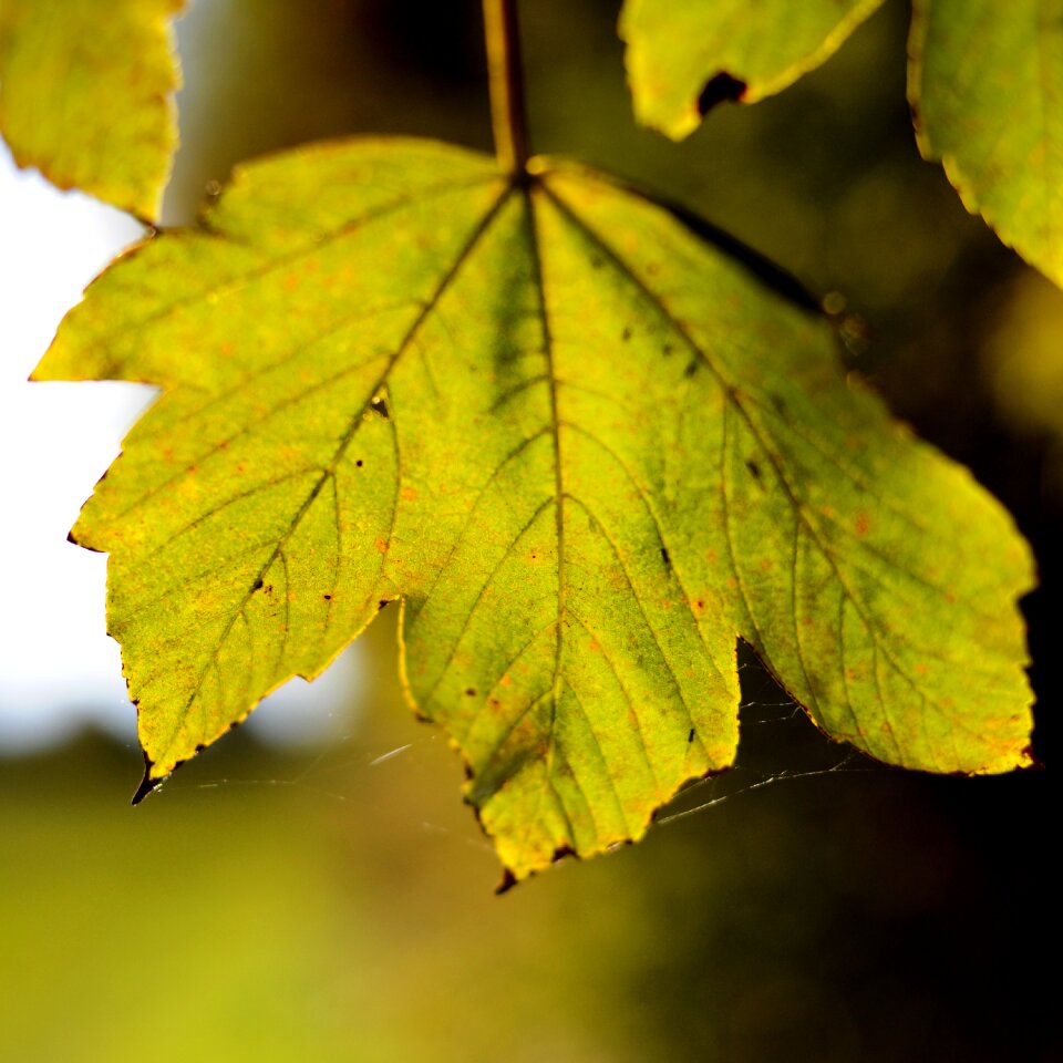 Autumn tree nature