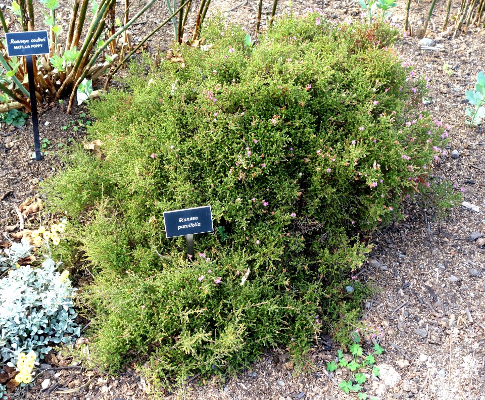 Kunzea parvifolia - Mendocino Coast Botanical Gardens - DSC02246