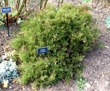 Kunzea parvifolia - Mendocino Coast Botanical Gardens - DSC02246