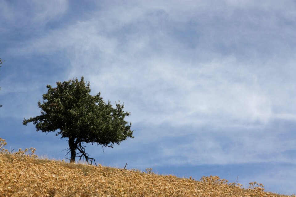 Tree loneliness mountains