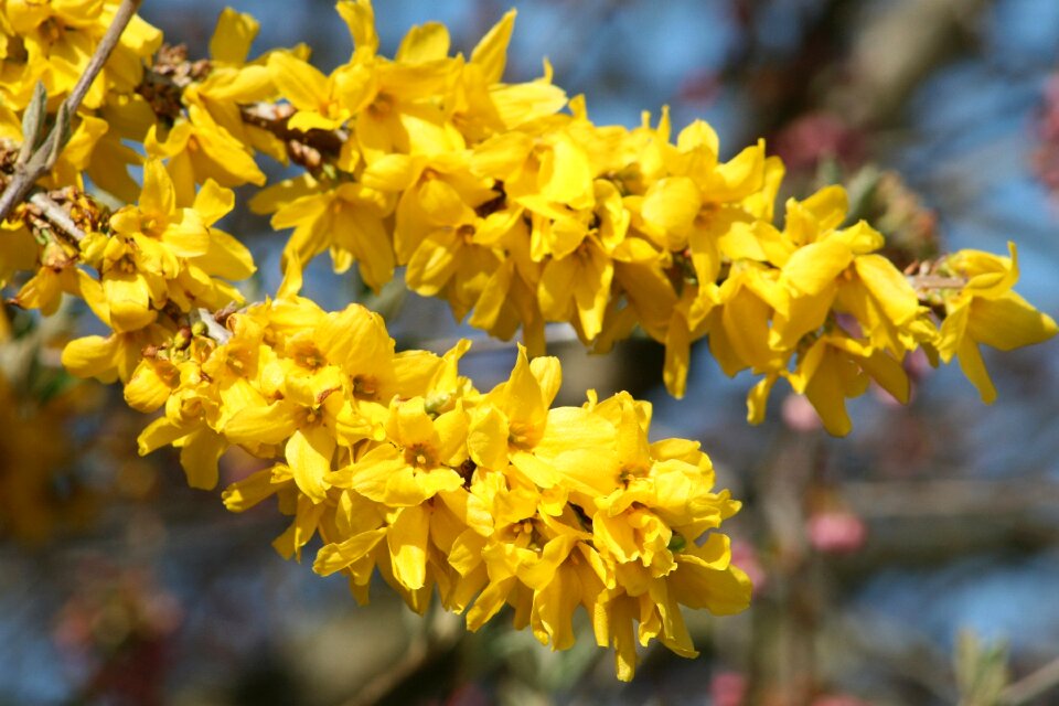 Bush branch sunshine