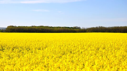 Canola field yellow nature