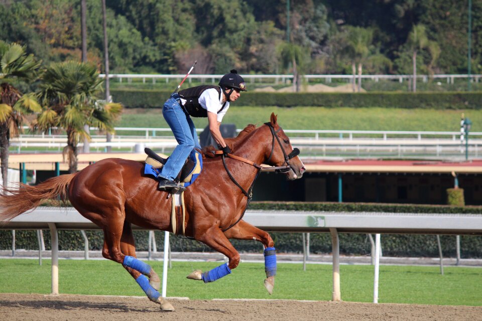 Jockey on horse breezing horseback
