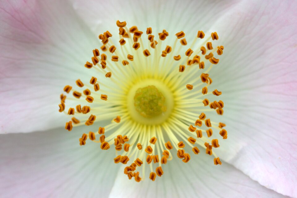 Flower interior pollen