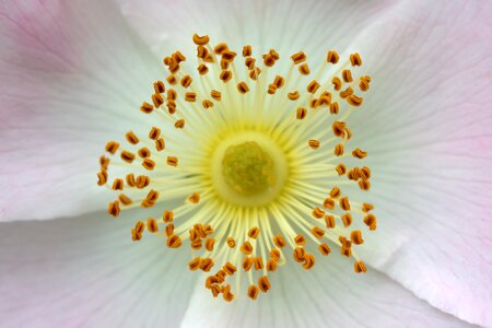 Flower interior pollen