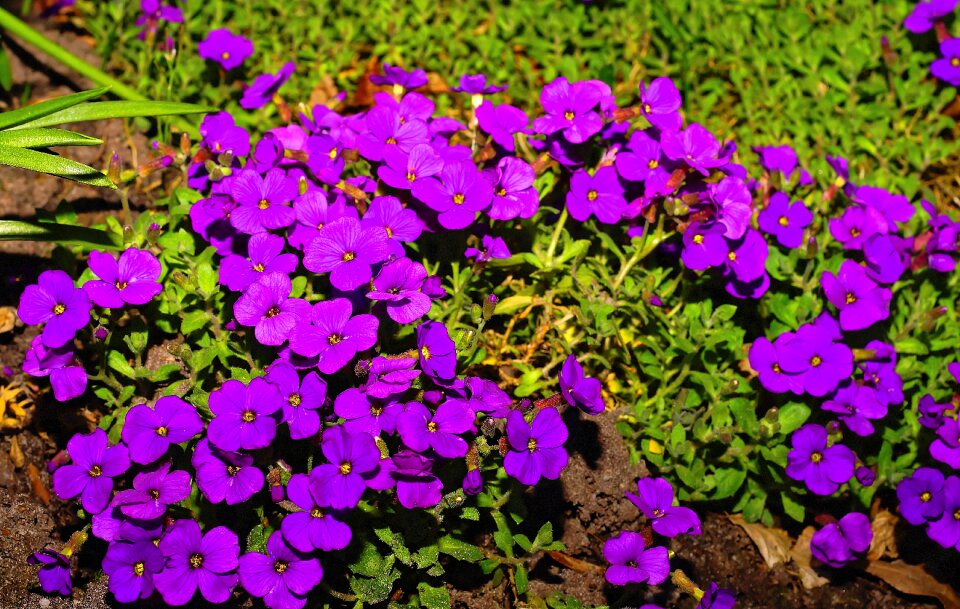 Plant close up purple flower
