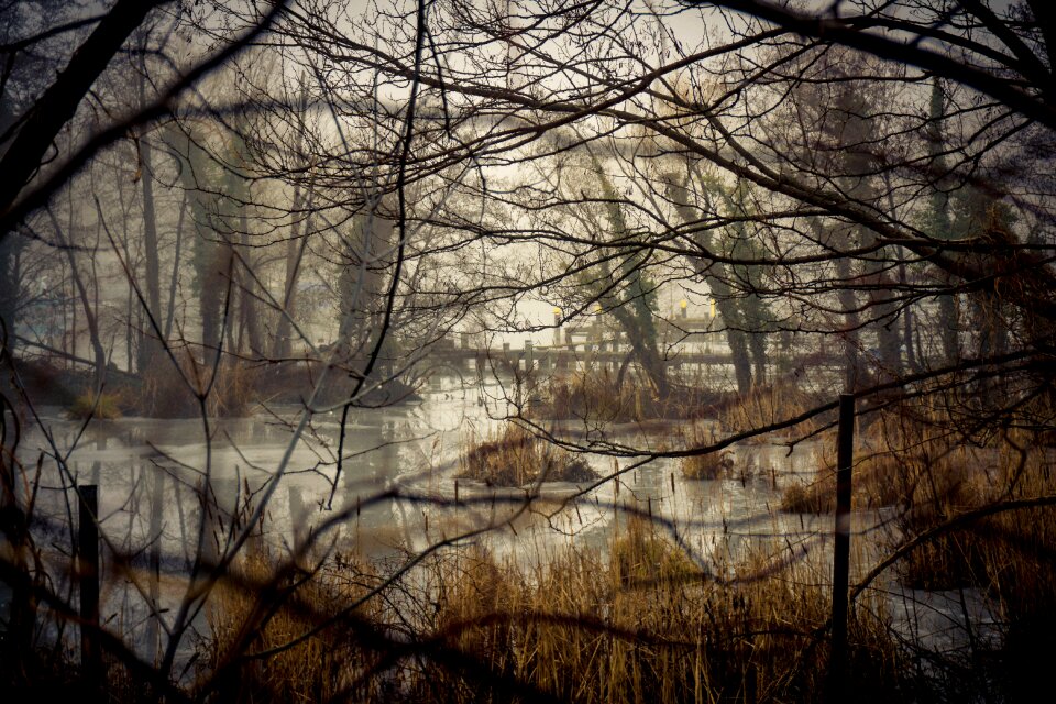 Lake landscape flora