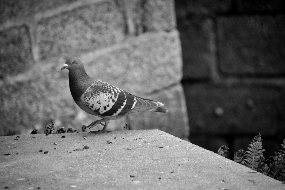 Ornithology animals fauna
