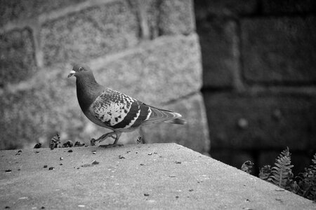 Ornithology animals fauna