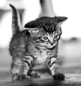 Sweet cat baby photo