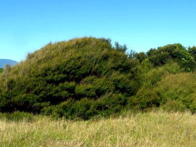 Kunza amathicola habit