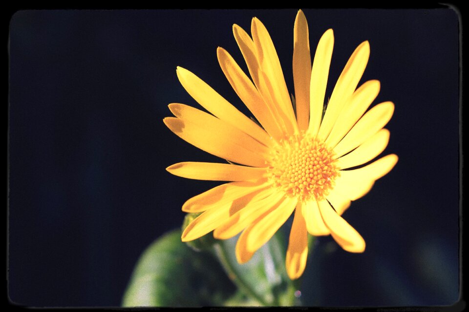 Yellow nature plant