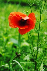 Opium green nature