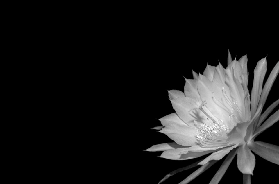 Black white black and white flower