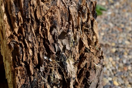 Bark wood stump