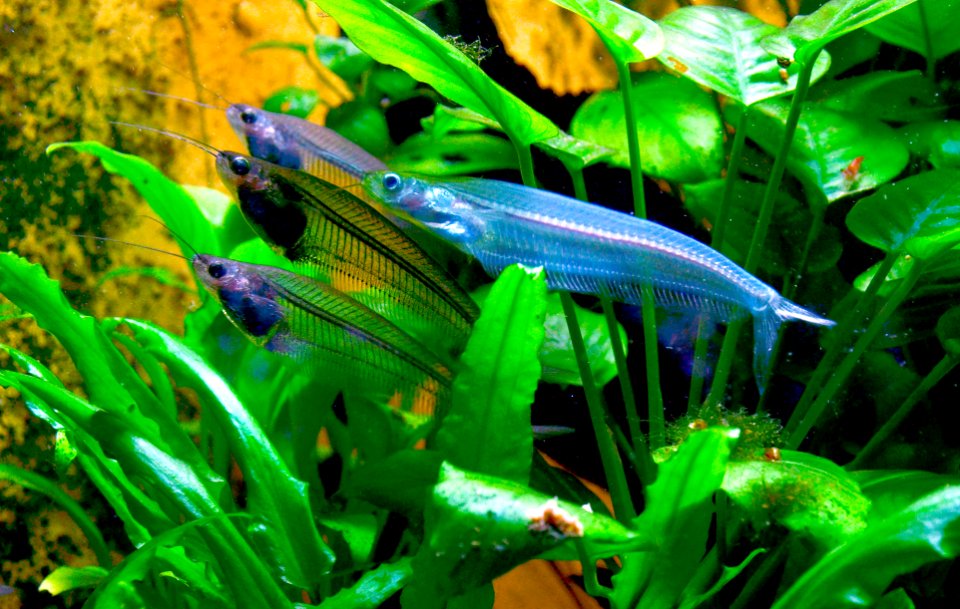 Kryptopterus vitreolus (Cologne Zoo) 2