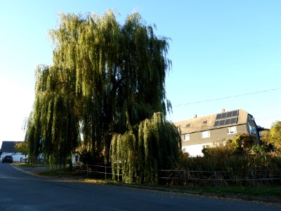 Kurtschau 4