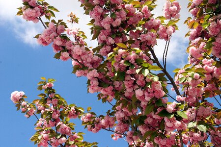 Bloom nature tree