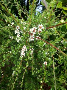 Kunzea amathicola