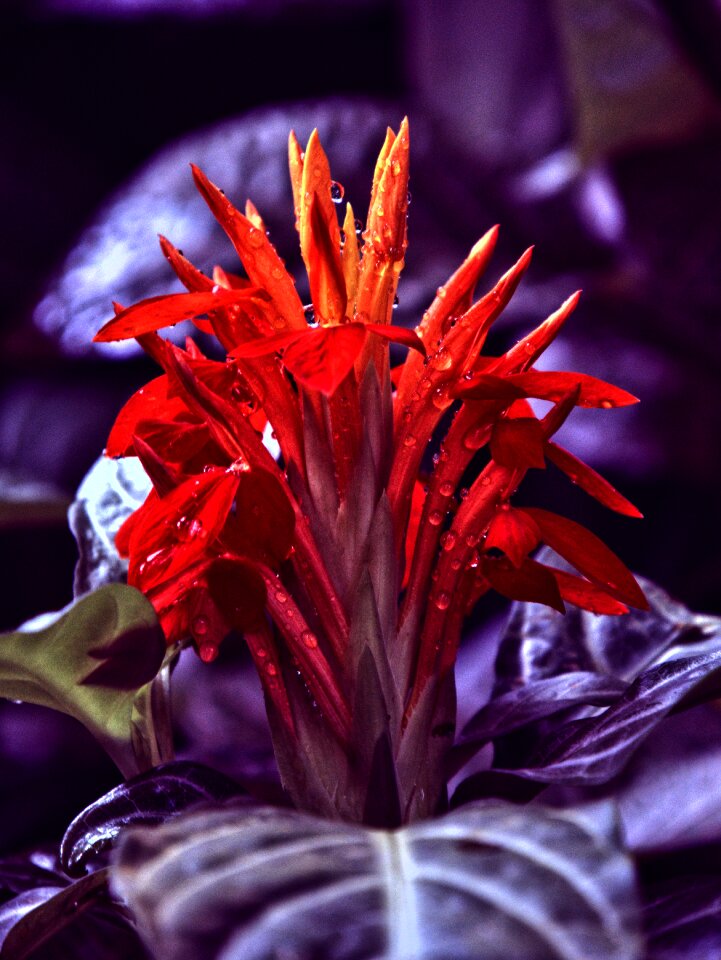 Blossom bloom violet