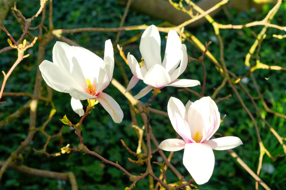Tree frühlingsblüher spring sunshine