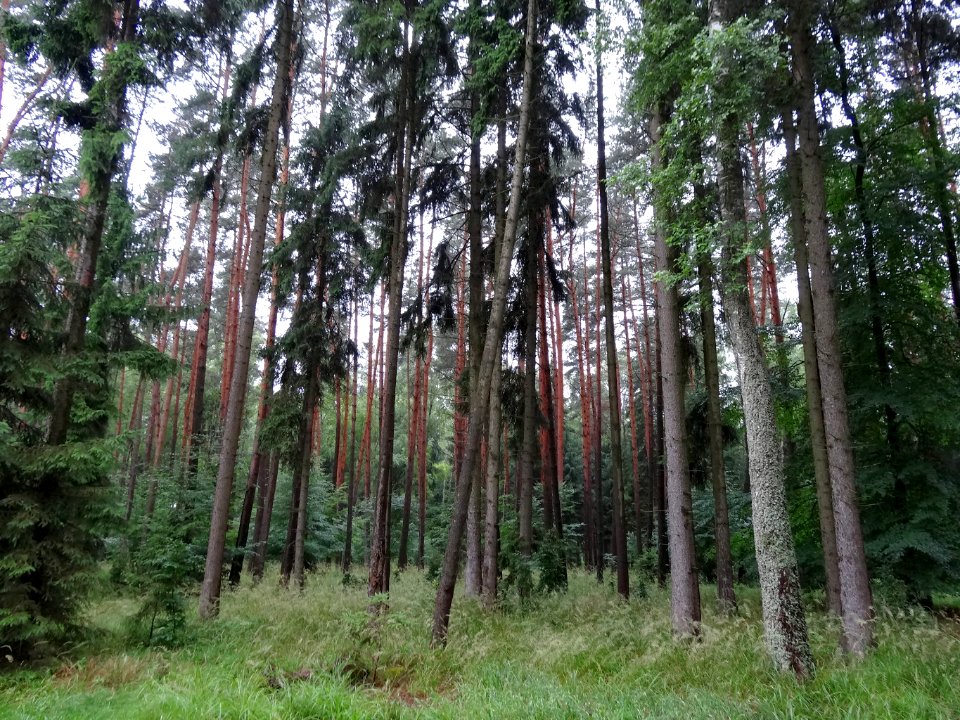 KrajenskiPK Zlotow-Wiecbork 1 07-2013