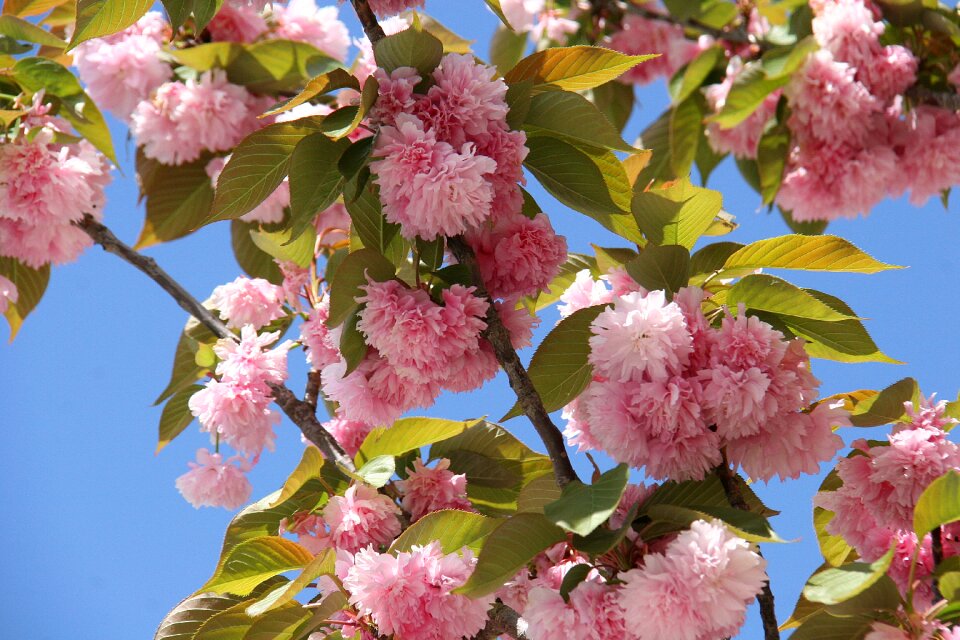 Bloom nature tree