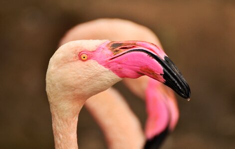 Water bird creature pink flamingo photo