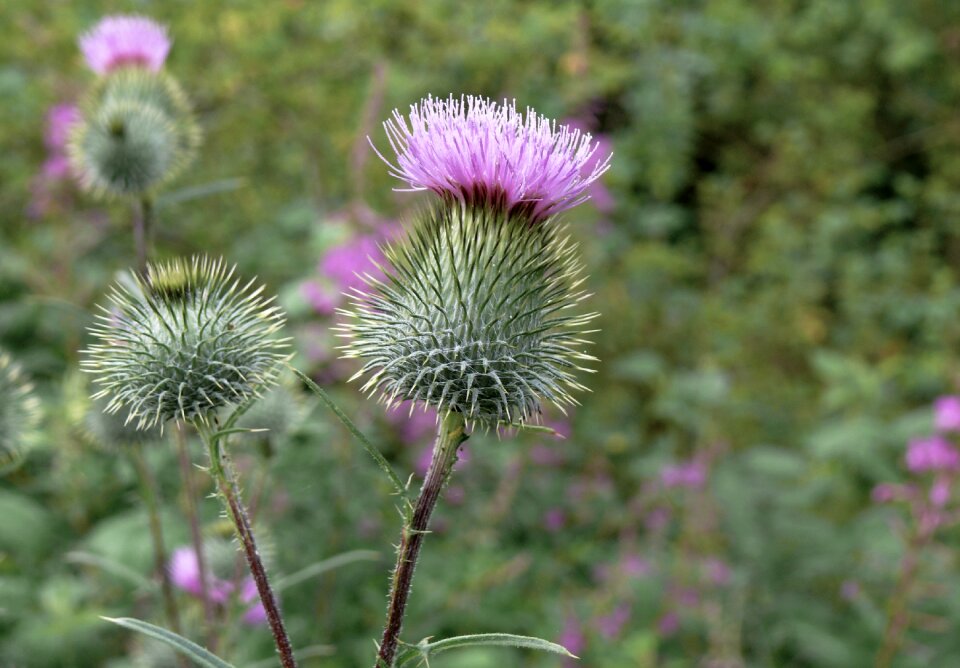 Plant silybum marianum flora