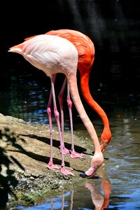 Bird water bird pink flamingo photo