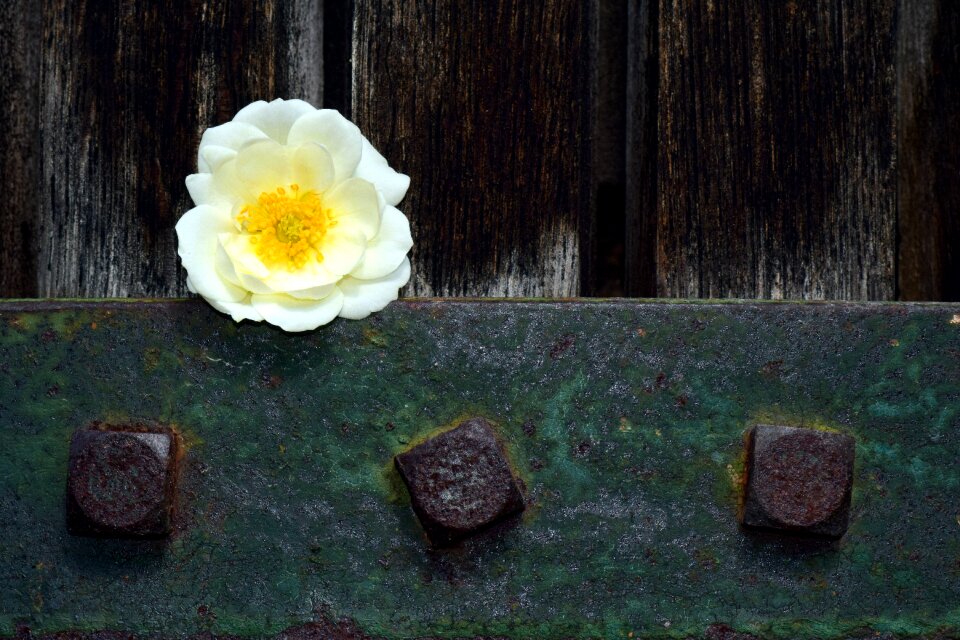Bloom nature rose