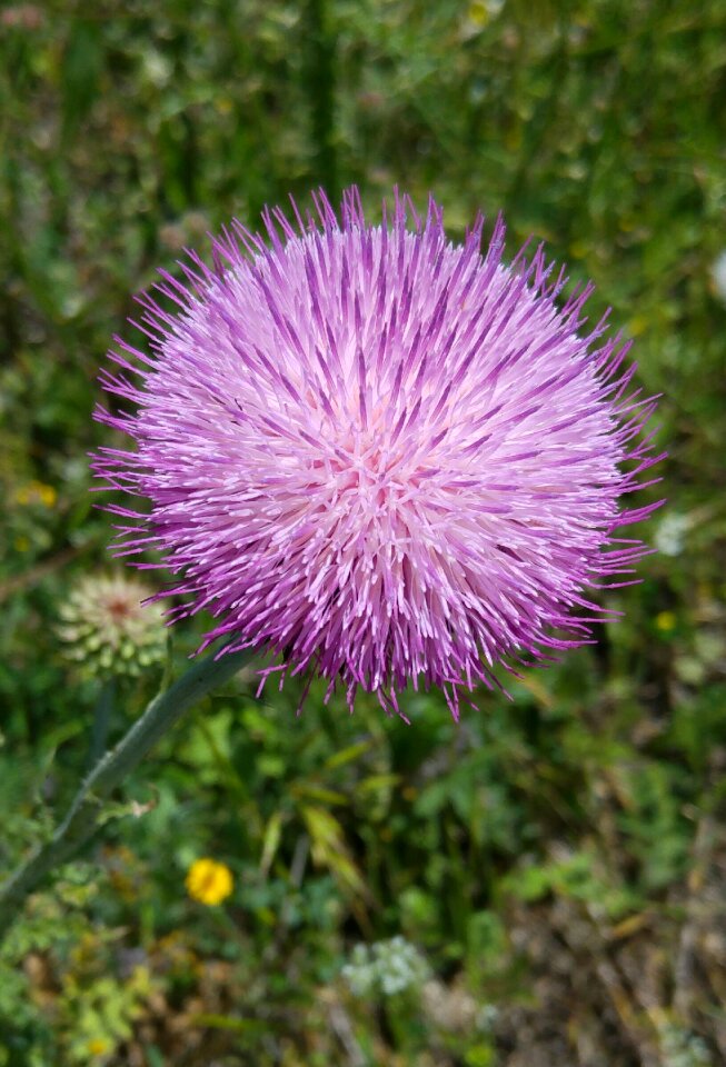 Purple ball morcicek