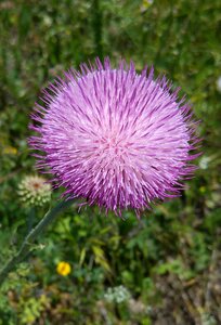 Purple ball morcicek photo