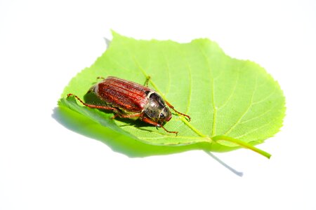 Insect krabbeltier spring