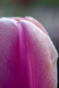 Violet macro rosa