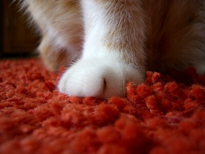 Paw print domestic cat animal photo