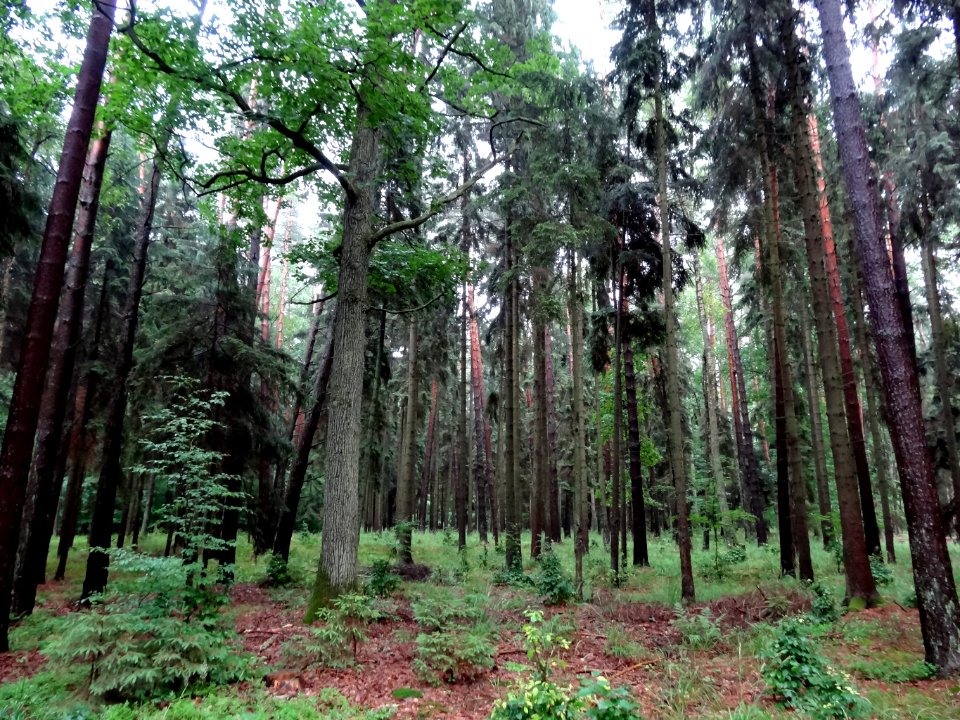 KrajenskiPK Zlotow-Wiecbork 3 07-2013