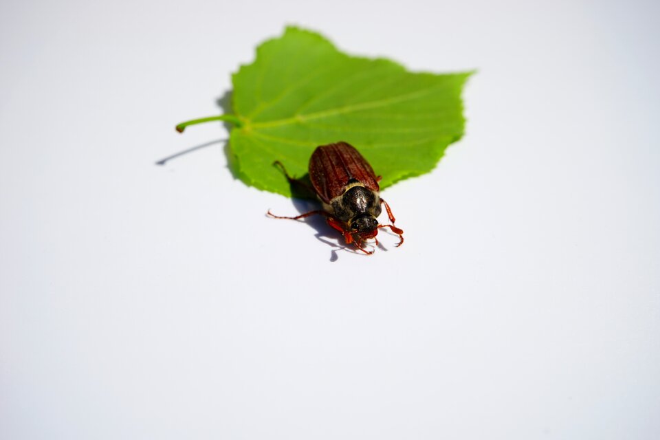 Insect krabbeltier spring