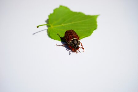 Insect krabbeltier spring