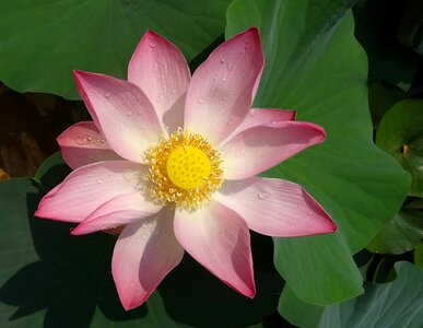 Nelumbo nucifera stamen photo