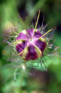 Purple flower summer flowers wildflower