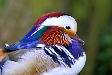 Colored dashing hybrid