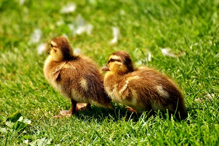 Small cute sweet