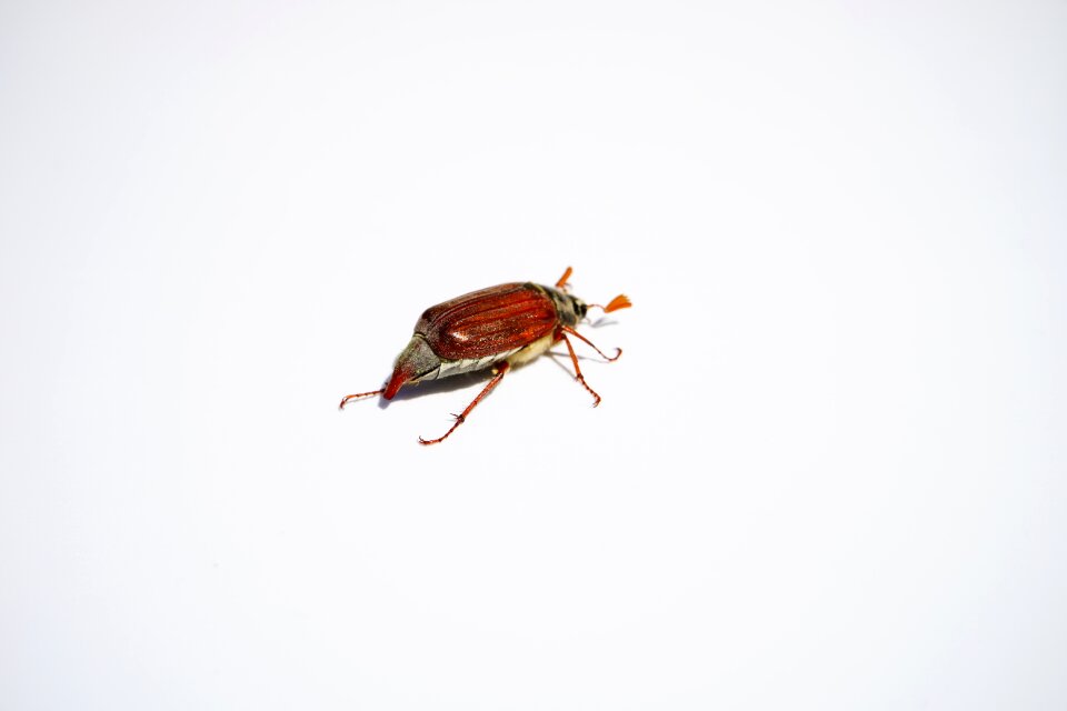 Insect krabbeltier spring
