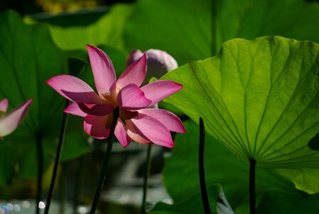 Natural green lotus photo