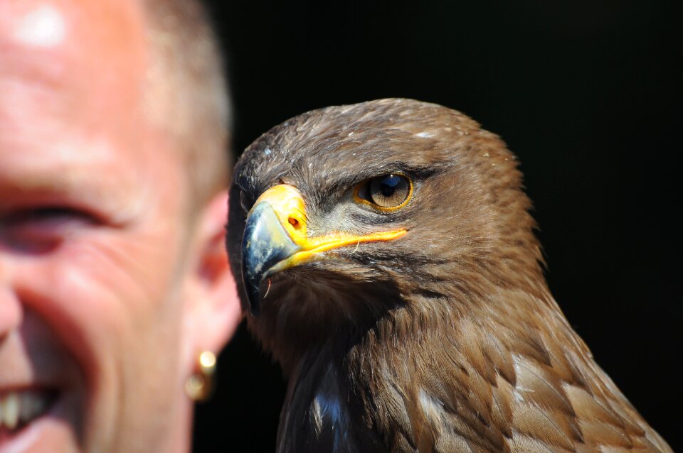 Bird of prey brown eagle falconry