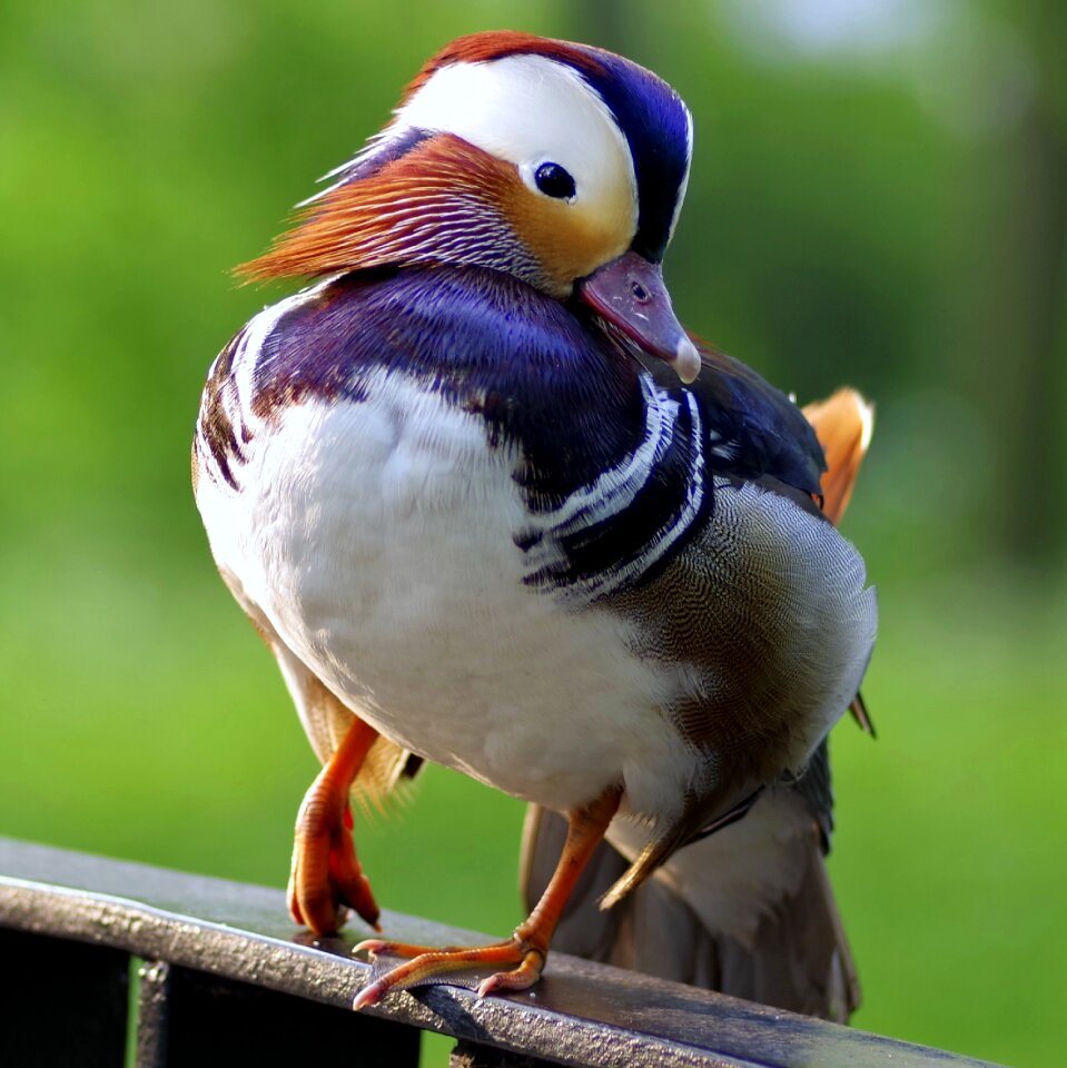 Colored dashing hybrid