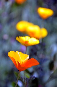 Yellow summer flowers summer plants photo