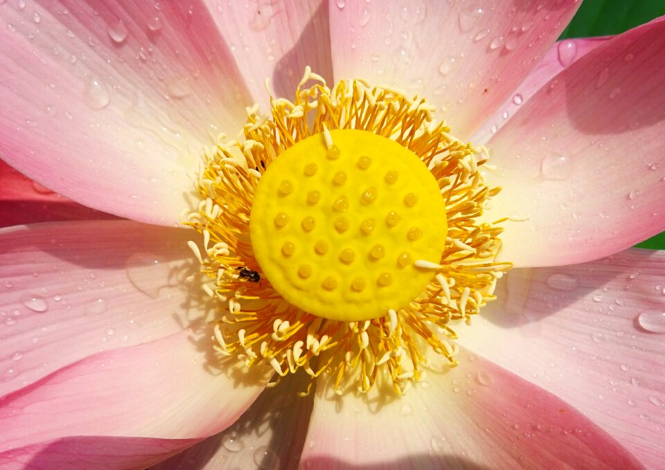 Nelumbo nucifera stamen photo